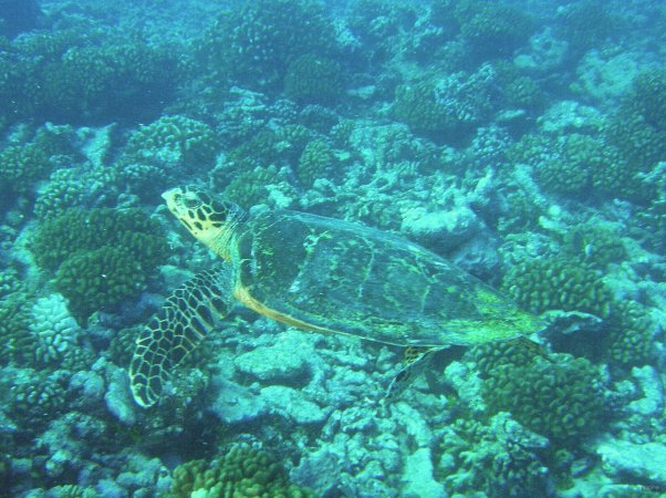 54- Rencontre d'une tortue a ecailles 